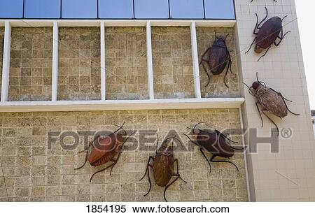 Cockroach Art Display, Havana, Cuba View Large Photo Image Stock Photography - Cockroach Art Display, Havana, Cuba. Fotosearch