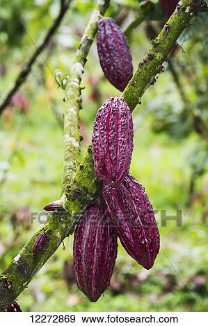 Stock Photo - Cocoa pods on trees (Theobroma cacao) growing in the cocoa plantation of Hacienda San Rafael, Guayas, Ecuador. Fotosearch