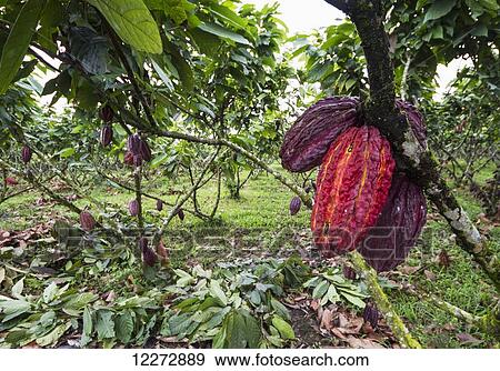 Cocoa pods on trees (Theobroma cacao) growing in the cocoa plantation of Hacienda San Rafael, Guayas, Ecuador View Large Photo Image Stock Photo - Cocoa pods on trees (Theobroma cacao) growing in the cocoa plantation of Hacienda San Rafael, Guayas, Ecuador. Fotosearch