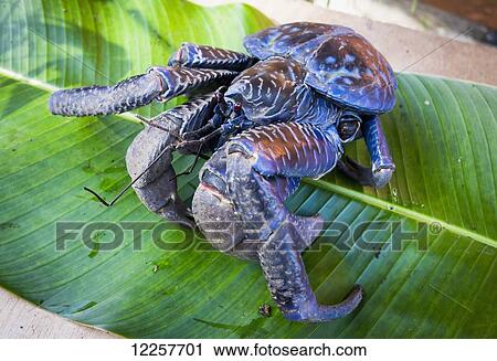 Stock Image - Coconut crab (Birgus latro); Vanuatu. Fotosearch