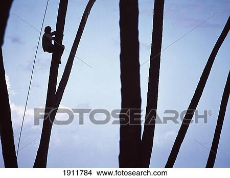 Picture - Coconut Picker In The Manzanilla Coconut Grove, Trinidad. Fotosearch