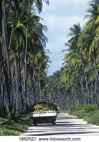 Coconut Truck Travelling Through Manzanilla Coconut Grove View Large Photo Image Stock Photo - Coconut Truck Travelling Through Manzanilla Coconut Grove. Fotosearch