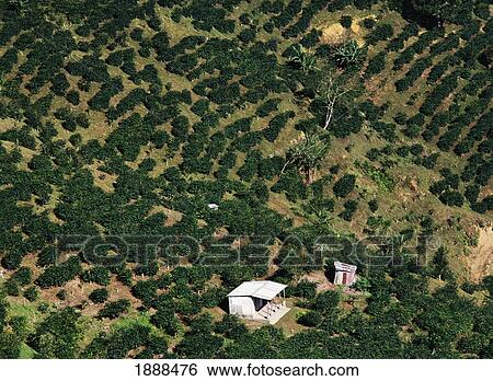 Coffee Estate In The Blue Mountains Portland Parish, High Angle View View Large Photo Image Stock Photograph - Coffee Estate In The Blue Mountains Portland Parish, High Angle View. Fotosearch