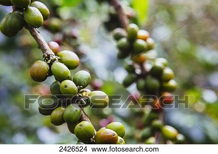 Picture - Coffee growing in the highlands of Ethiopia; Ethiopia. Fotosearch