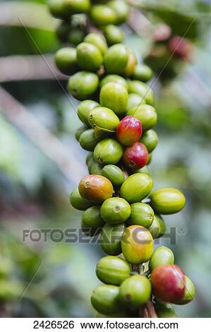 Stock Photograph - Coffee growing in the highlands of Ethiopia; Ethiopia. Fotosearch