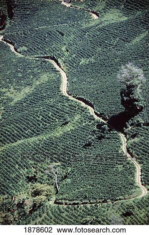 Coffee Plantation And Dirt Road, Aerial View View Large Photo Image Stock Image - Coffee Plantation And Dirt Road, Aerial View. Fotosearch