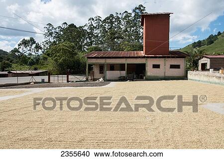 Stock Image - Coffee Plantation; Copan, Honduras. Fotosearch
