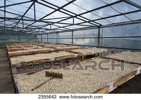 Stock Image - Coffee Plantation; Copan, Honduras. Fotosearch