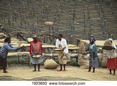 Stock Image - Coffee Plantation.. Fotosearch