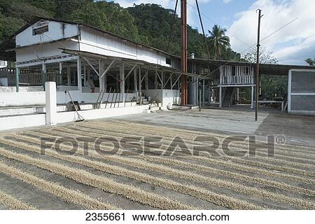 Coffee Plantation; Zacapa, Guatemala View Large Photo Image Stock Image - Coffee Plantation; Zacapa, Guatemala. Fotosearch