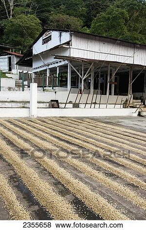 Stock Photo - Coffee Plantation; Zacapa, Guatemala. Fotosearch