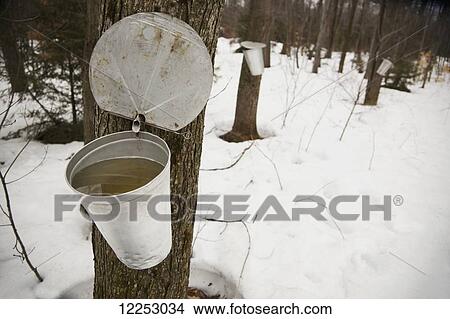Collecting maple syrup on tree; Quebec, Canada View Large Photo Image Picture - Collecting maple syrup on tree; Quebec, Canada. Fotosearch