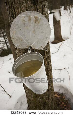 Collecting maple syrup on tree; Quebec, Canada View Large Photo Image Stock Image - Collecting maple syrup on tree; Quebec, Canada. Fotosearch