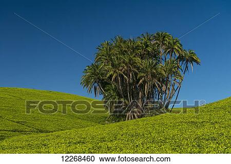 Stock Image - Collection of palm trees amongst hills covered in tea bushes, Satemwa Tea Estate; Thyolo, Malawi. Fotosearch