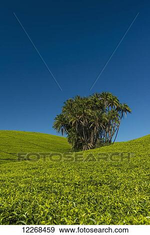 Stock Photo - Collection of palm trees amongst hills covered in tea bushes, Satemwa Tea Estate; Thyolo, Malawi. Fotosearch