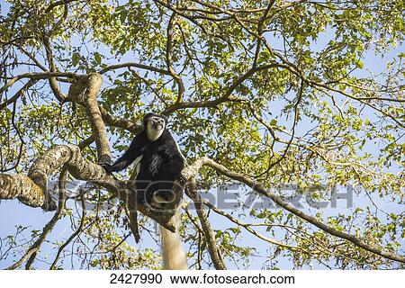 Stock Image - Colobus monkey family hang in the trees in Arusha National Park; Arusha, Tanzania. Fotosearch