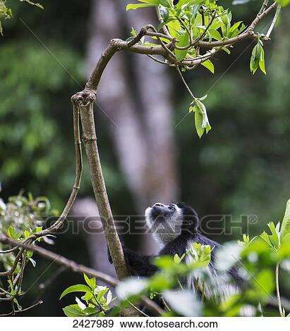 Stock Photo - Colobus monkey family hang in the trees in Arusha National Park; Arusha, Tanzania. Fotosearch