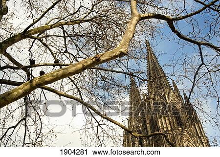 Stock Image - Cologne Cathedral (Kolner Dom) Through Tree Branches, Cologne, Germany. Fotosearch