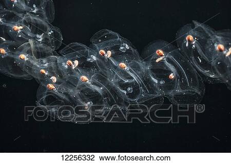 Stock Image - Colonial salps containing amphipods at night; Kona, Island of Hawaii, Hawaii, United States of America. Fotosearch