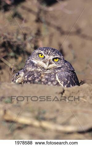 Colorado, Burrowing Owl (Athene Cunicularia) In Abandoned Prairie Dog Burrow. View Large Photo Image Stock Photo - Colorado, Burrowing Owl (Athene Cunicularia) In Abandoned Prairie Dog Burrow.. Fotosearch