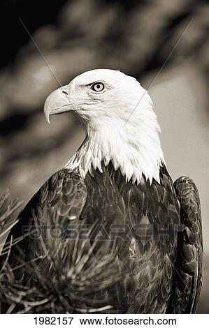 Colorado, Close-up of Bald Eagle sitting in ponderosa pine tree with head turned (black and white photograph) View Large Photo Image Stock Photo - Colorado, Close-up of Bald Eagle sitting in ponderosa pine tree with head turned (black and white photograph). Fotosearch