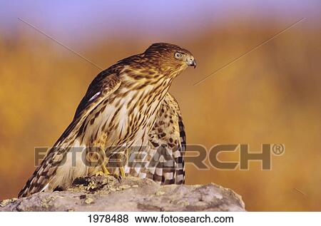 Stock Photo - Colorado, Cooper's Hawk (Accipiter Cooperii) Perched On A Rock, First Year Male.. Fotosearch