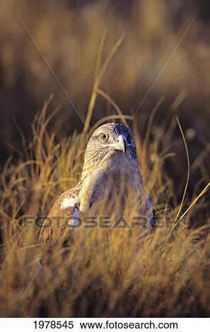 Stock Photography - Colorado, Front Range, Ferruginous Hawk (Buteo Regalis) In Grass.. Fotosearch