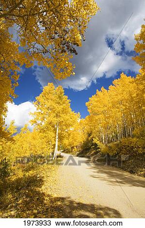 Colorado, Near Steamboat Springs, Buffalo Pass, Road Winding Through Fall-Colored Aspens. View Large Photo Image Stock Image - Colorado, Near Steamboat Springs, Buffalo Pass, Road Winding Through Fall-Colored Aspens.. Fotosearch
