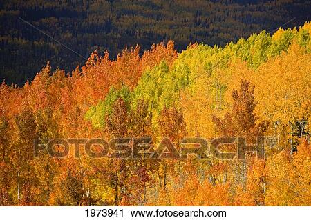 Stock Image - Colorado, Near Steamboat Springs, Autumn Aspen Trees On Buffalo Pass.. Fotosearch