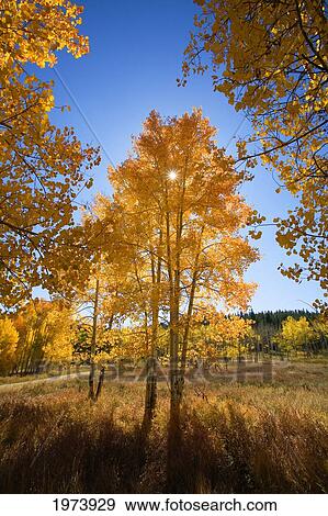 Stock Photo - Colorado, Near Steamboat Springs, Buffalo Pass, Sun Shining Through Fall-Colored Aspen Trees.. Fotosearch