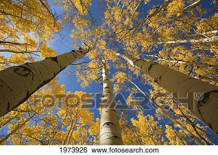 Stock Photograph - Colorado, Near Steamboat Springs, Buffalo Pass, Yellow Aspen Tree Canopy.. Fotosearch