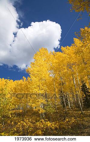 Stock Photograph - Colorado, Near Steamboat Springs, Buffalo Pass, Fall-Colored Aspens Against Blue Sky.. Fotosearch