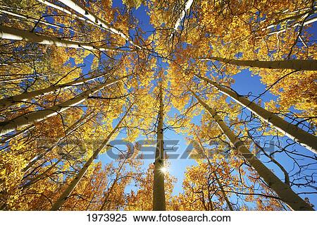 Stock Photography - Colorado, Near Steamboat Springs, Buffalo Pass, Yellow Aspen Tree Canopy.. Fotosearch