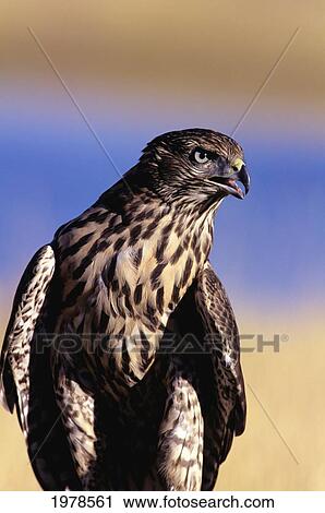Stock Image - Colorado, Northern Goshawk (Accipiter Gentilis), First Year Male.. Fotosearch