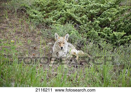 Stock Image - Colorado, Rocky Mountains, A Coyote rests on a grassy hill.. Fotosearch