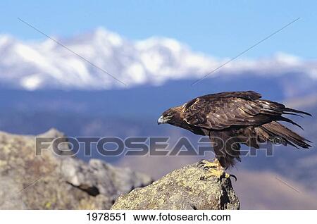 Stock Image - Colorado, Roosevelt National Forest, Golden Eagle (Aquila Chrysaetos).. Fotosearch