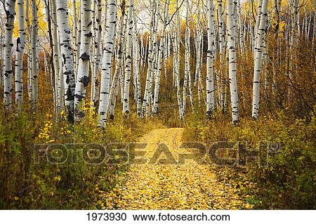 Stock Image - Colorado, Steamboat, Yellow Aspen Leaves On Country Road.. Fotosearch