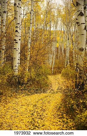 Stock Image - Colorado, Steamboat, Yellow Aspen Leaves On Country Road.. Fotosearch