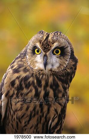 Stock Image - Colorado, View Of A Short Eared Owl.. Fotosearch