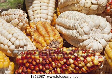 Colorful dried corns, Jatun Yampara Indigenous Community, Chuquisaca Department, Bolivia View Large Photo Image Stock Photo - Colorful dried corns, Jatun Yampara Indigenous Community, Chuquisaca Department, Bolivia. Fotosearch
