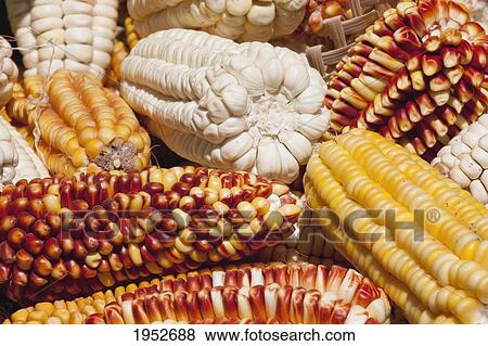 Colorful dried corns, Jatun Yampara Indigenous Community, Chuquisaca Department, Bolivia View Large Photo Image Stock Photo - Colorful dried corns, Jatun Yampara Indigenous Community, Chuquisaca Department, Bolivia. Fotosearch