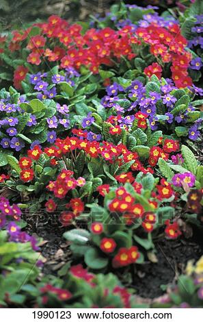 Stock Image - Colorful Phlox. Fotosearch