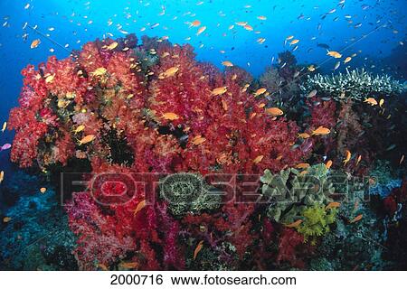 Stock Photograph - Colorful Reef Scene With Alcyonarian Coral, School Of Anthias. Fotosearch