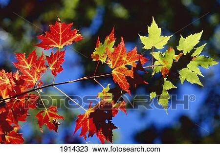 Colourful Foliage View Large Photo Image Stock Image - Colourful Foliage. Fotosearch