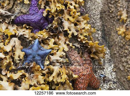Colourful sea stars in a bed of kelp on a beach on the Central Coast; British Columbia, Canada View Large Photo Image Stock Photograph - Colourful sea stars in a bed of kelp on a beach on the Central Coast; British Columbia, Canada. Fotosearch
