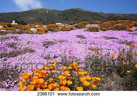 Stock Image - Colourful wildflowers growing on a hilly landscape; California, United States of America. Fotosearch