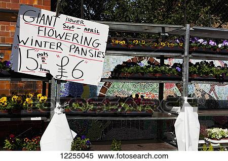 Columbia Road Flower Market; London, England View Large Photo Image Stock Photography - Columbia Road Flower Market; London, England. Fotosearch
