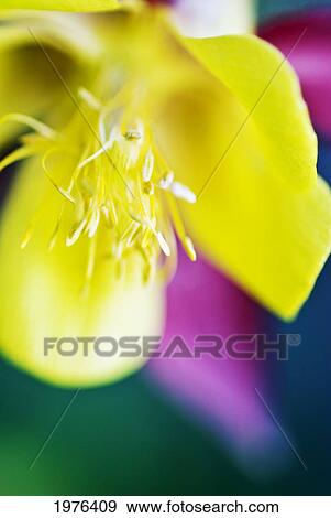 Columbine, Macro Close-Up Of Blossom. View Large Photo Image Stock Photo - Columbine, Macro Close-Up Of Blossom.. Fotosearch