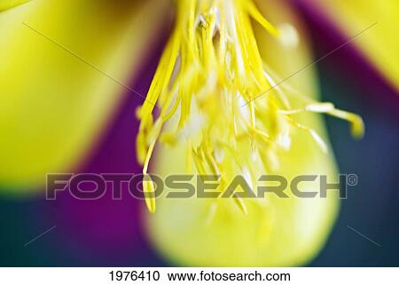 Stock Image - Columbine, Macro Close-Up Of Stamens And Petals.. Fotosearch