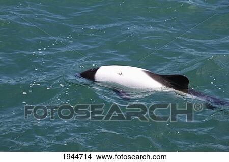 Picture - Commerson's Dolphin (Cephalorhynchus commersonii) in the Atlantic Ocean near Rawson, Chubut, Argentina. Fotosearch
